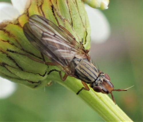 Dorycera graminum